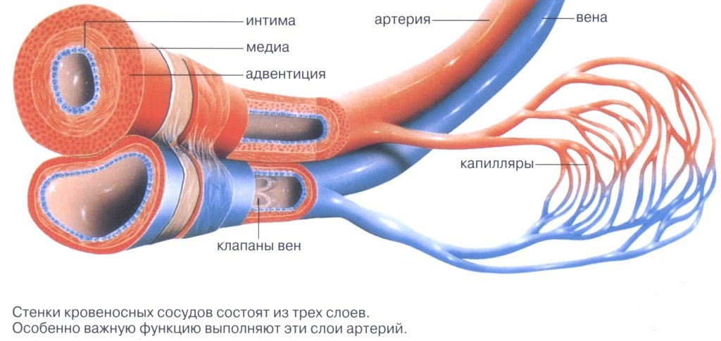 Спазмолитическое укрепление стенок сосудов